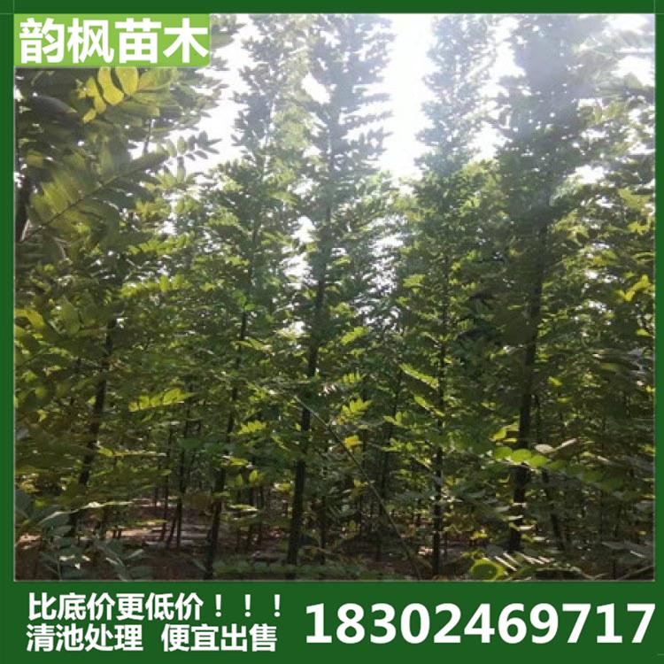 国槐 国槐树 绿化树 韵枫苗木专业销售园区绿化树 学校绿化树 厂区绿化树 道路绿化树 河道改造绿化树