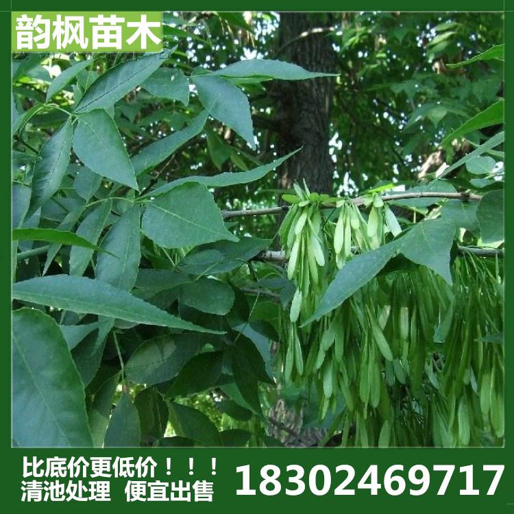 白蜡 白蜡树 沈阳绿化树 白蜡小树