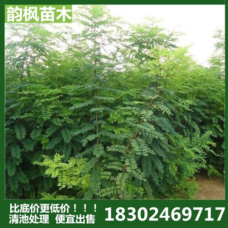 8公分国槐 国槐树 绿化树 韵枫苗木专业销售园区绿化树 学校绿化树 厂区绿化树 道路绿化树 河道改造绿化树