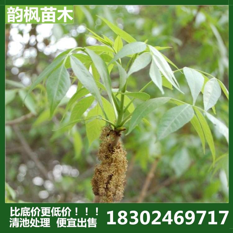 10公分白蜡 白蜡苗 绿化白蜡树 韵枫苗圃专业销售各类绿化苗，优惠价格欢迎致电确认