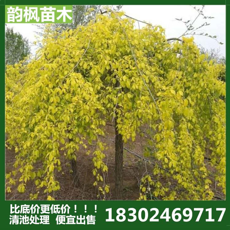 金叶榆 金叶榆树 沈阳金叶榆 韵枫苗木专业销售各品类绿化苗及绿化树 自有苗圃，清池处理