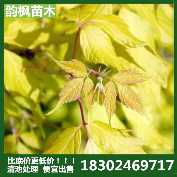 沈阳绿化苗圃 沈阳绿化树 韵枫苗木自有绿化基地现卖现起全网zui低价