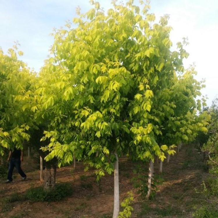 金叶复叶槭 韵枫苗木清池处理，全部苗木低价出售！ 绿化树 找韵枫苗木