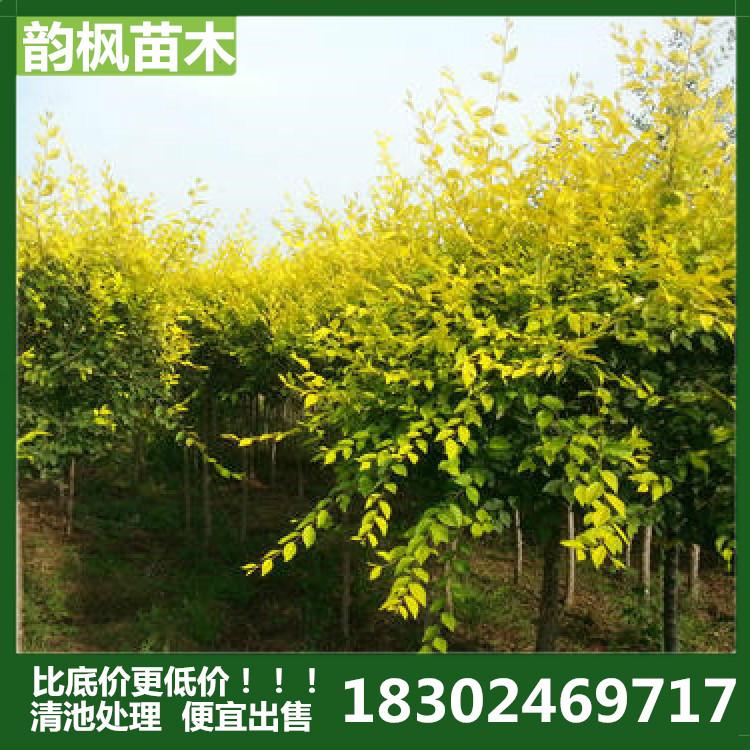 金叶榆 金叶榆树