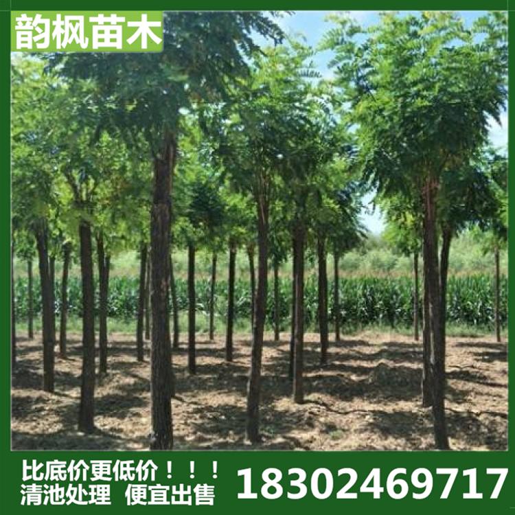 绿化树 绿化树苗圃 绿化树批发 绿化树公司 沈阳绿化公司 沈阳苗圃 绿化树基地