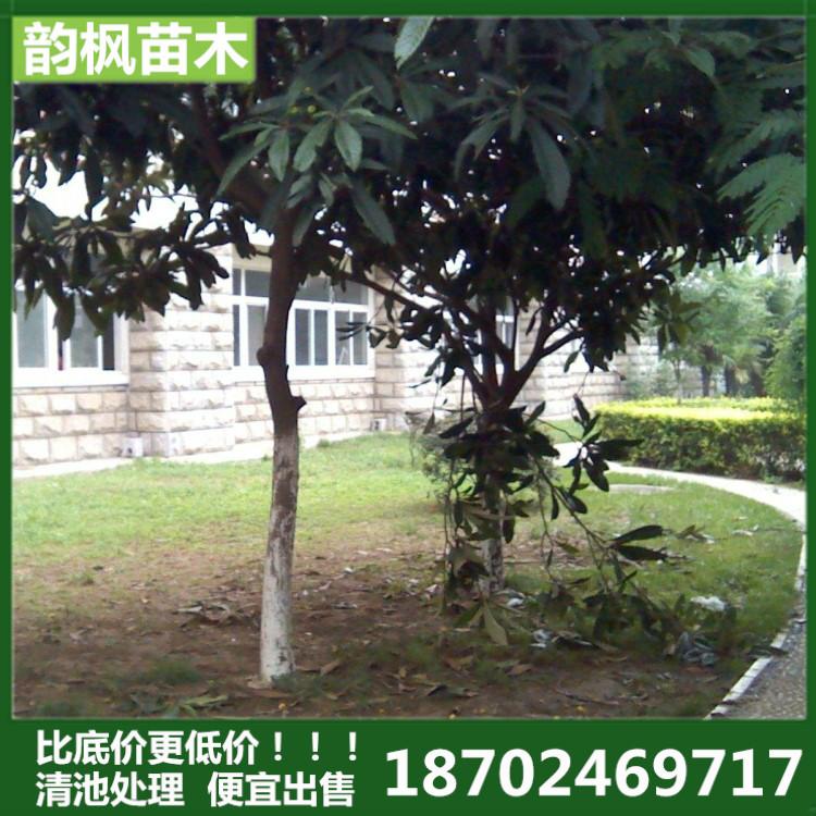 韵枫苗木专业销售各胸径 园区绿化树 学校绿化树 校区绿化树