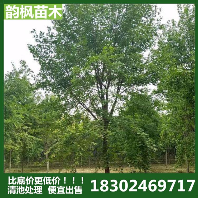 五角枫 铁岭五角枫 1-13cm