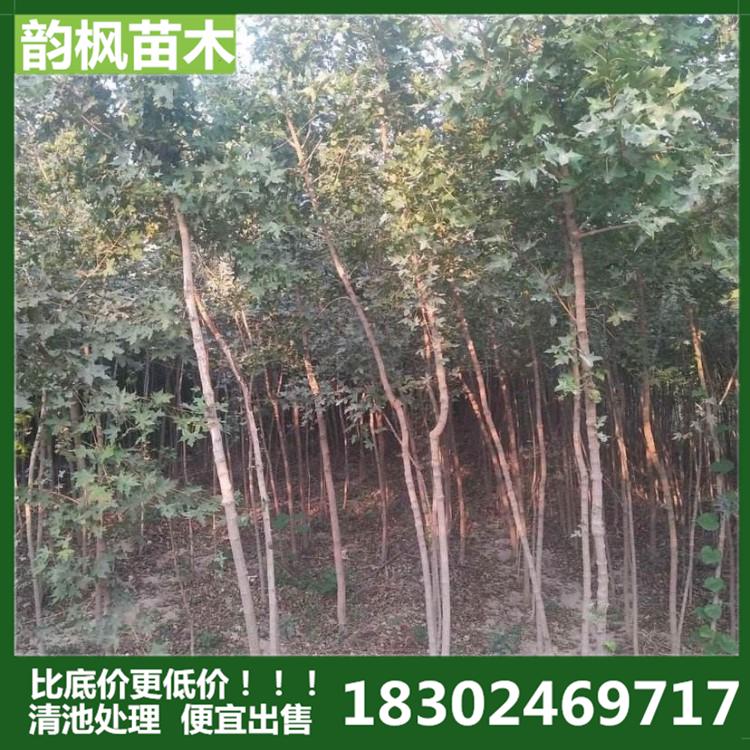 韵枫苗圃清池处理，专业销售各类绿化树，绿化买树就着韵枫 2cm五角枫 五角枫树 沈阳五角枫