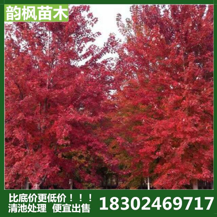 美国红枫 9cm美国红枫树 韵枫苗木自有苗圃 清池处理 各类绿化苗绿化树