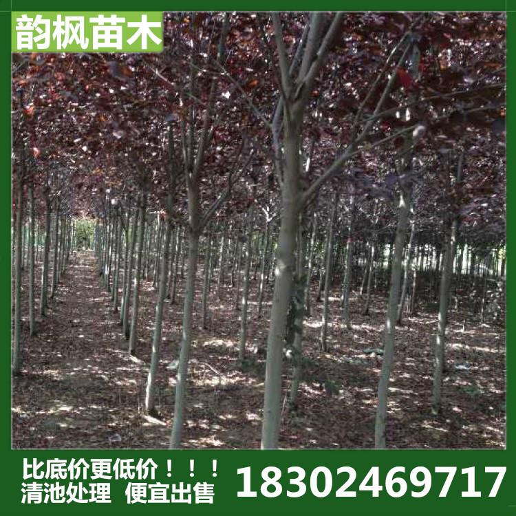 韵枫苗木 大量现货 紫叶稠李 紫叶绸李树 紫叶绸李树苗