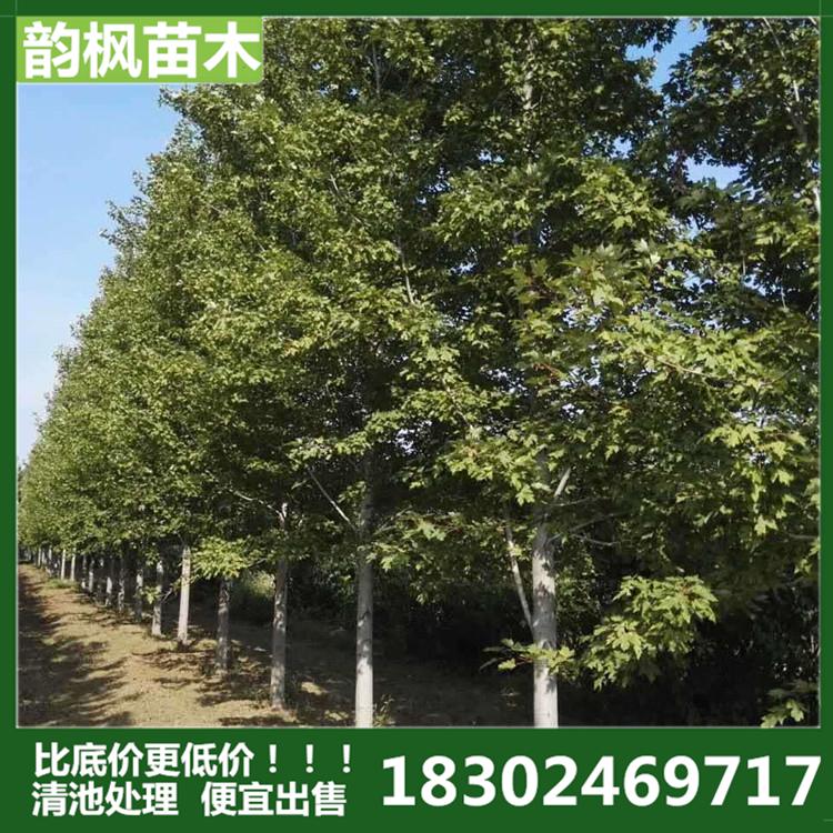 沈阳美国红枫 10cm美国红枫树 韵枫苗木：自有苗圃 清池处理 批发价优 实拍图片 侵权必究