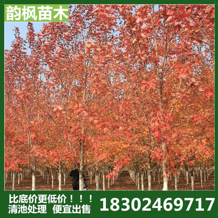 沈阳美国红枫 美国红枫树 韵枫苗木：自有苗圃 清池处理 批发价优 实拍图片 盗图必究