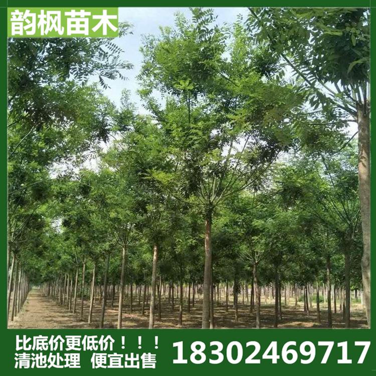 国槐 国槐树 绿化树 韵枫苗木专业销售园区绿化树 学校绿化树 厂区绿化树 道路绿化树 河道改造绿化树