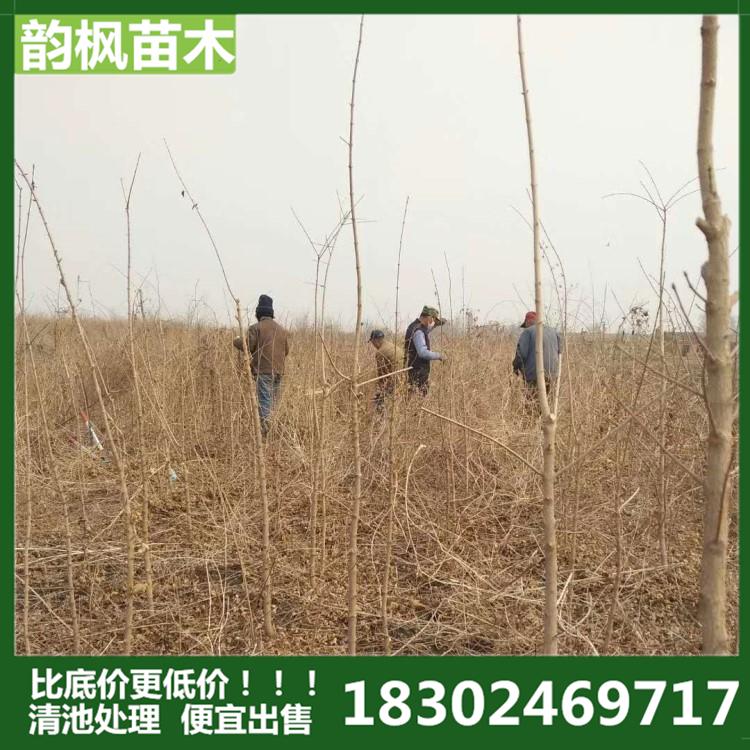 五角枫 凌源五角枫 1-13cm 凌源市绿化树 凌源苗圃 凌源市绿化公司