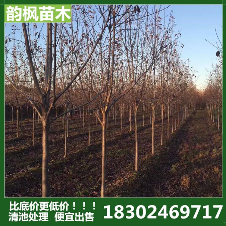 韵枫苗木 清池处理 沈阳紫叶稠李 沈阳紫叶绸李树 紫叶绸李树苗