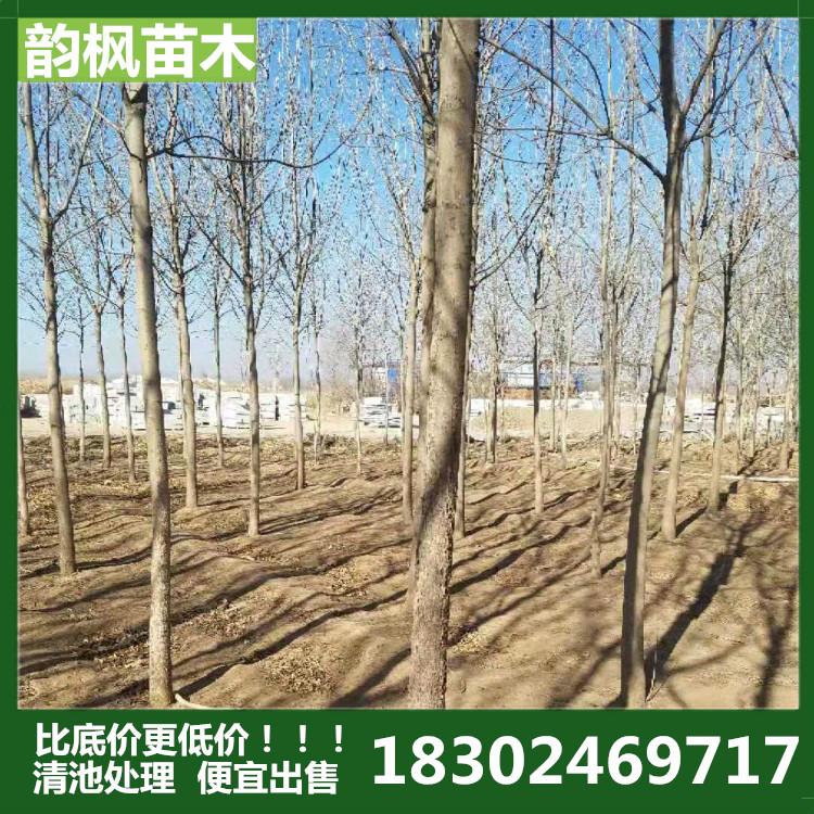 韵枫苗木自有苗圃 白蜡 白蜡树 东北白蜡 绿化树 沈阳白蜡树