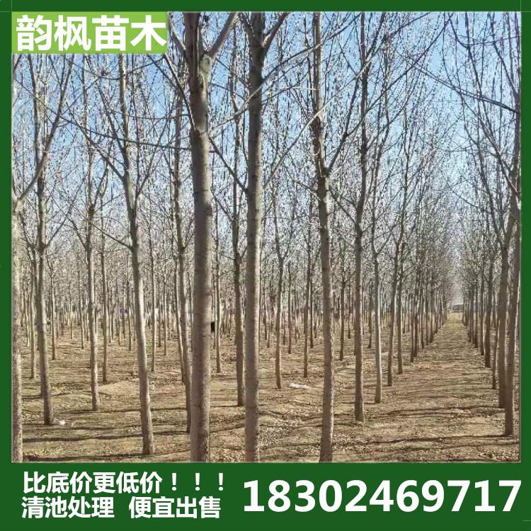 白蜡 韵枫苗木白蜡基地 绿化白蜡