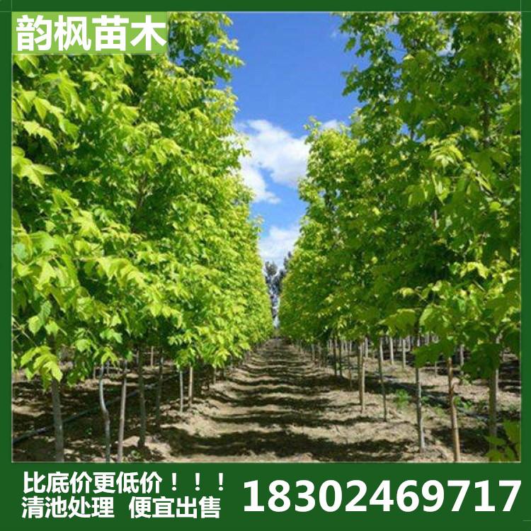 延吉市绿化公司 延吉岭苗圃 延吉绿化树 厂区绿化树 道路绿化树 河道改造绿化树