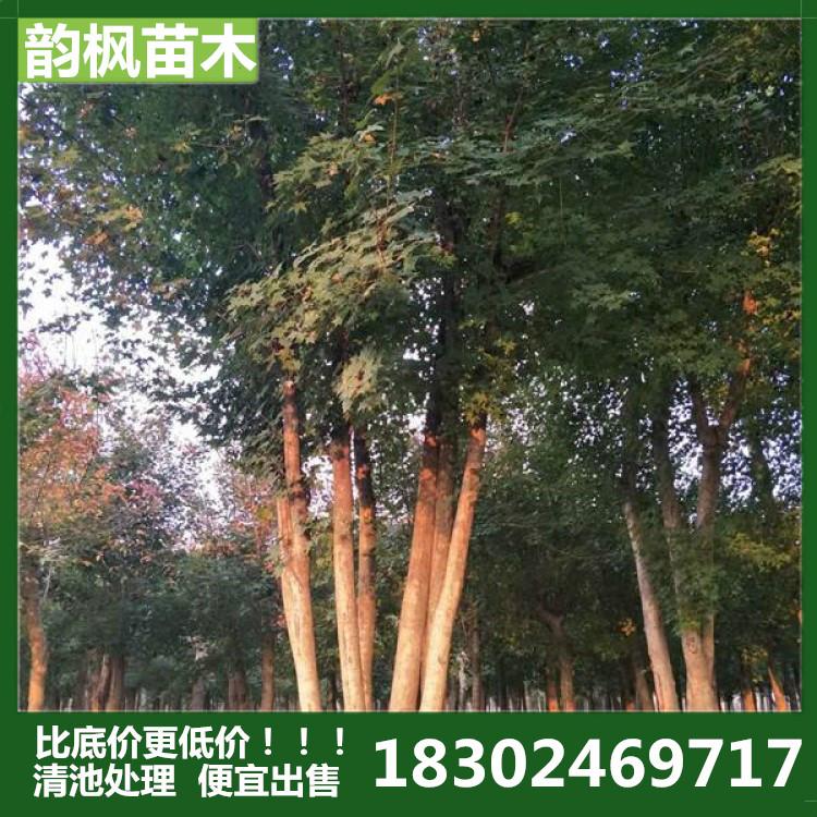 梅河口市绿化公司 梅河口苗圃 梅河口绿化树 厂区绿化树 道路绿化树 河道改造绿化树