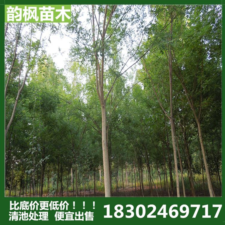 通化绿化公司 通化市苗圃 通化绿化树 厂区绿化树 道路绿化树 河道改造绿化树