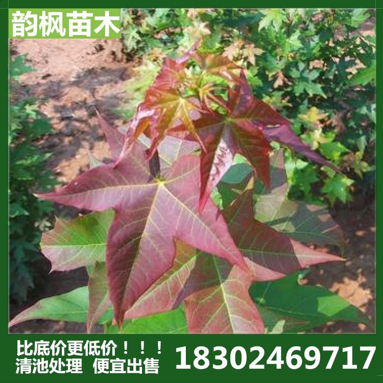 榆树市绿化公司 榆树苗圃 榆树绿化树 厂区绿化树 道路绿化树 河道改造绿化树