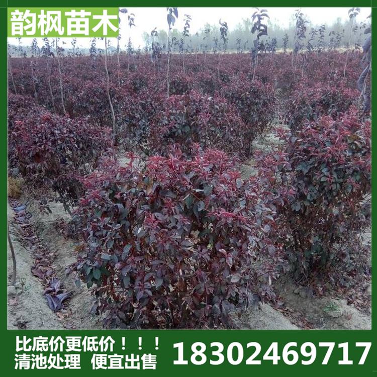 白山市绿化公司 白山市苗圃 白山绿化树 厂区绿化树 道路绿化树 河道改造绿化树