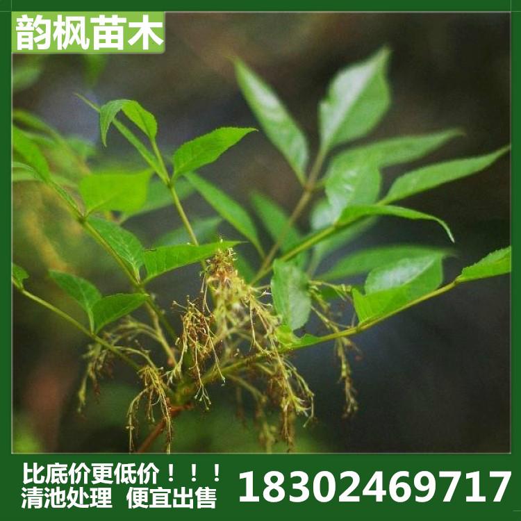 白蜡 白腊 白腊树 韵枫苗木大量现货 清池处理 价格比底价更低