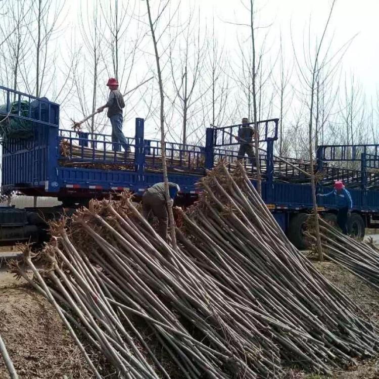 白蜡 韵枫苗木白蜡 绿化白蜡