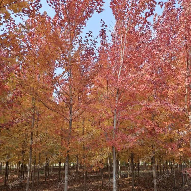 美国红枫 美国红枫成树 包成活率 品质优良 清池处理 低价出售