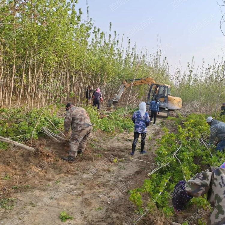 吉林糖槭 糖槭树批发 吉林长春糖槭苗木基地