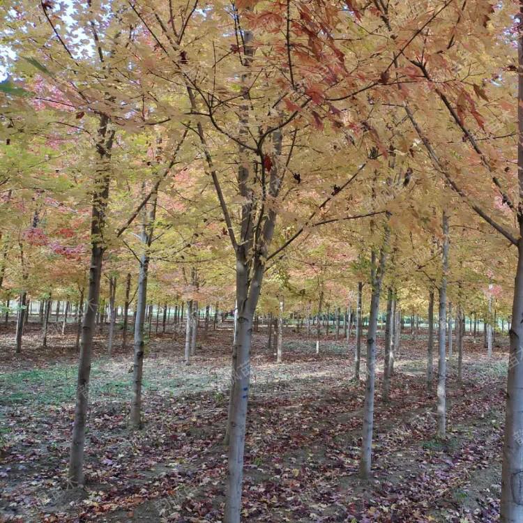 黑龙江美国红枫 美国红枫 包成活率 品质优良