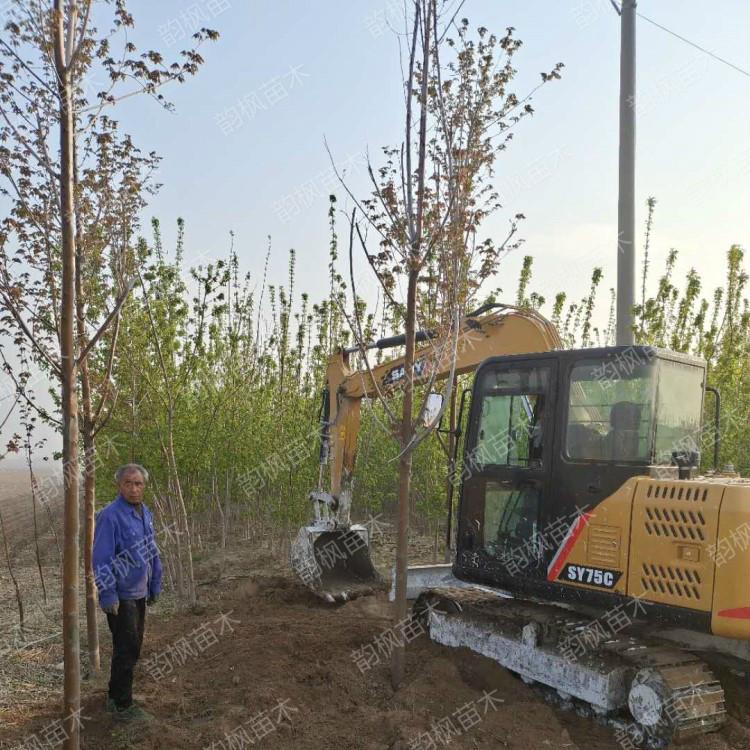 黑龙江糖槭 糖槭树 糖槭树批发 黑龙江苗圃