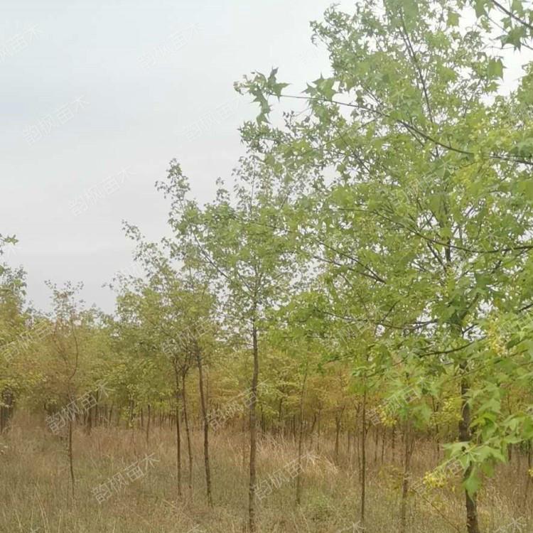 黑龙江五角枫 黑龙江五角枫苗圃 大量出售五角枫苗及成树 保证存活率