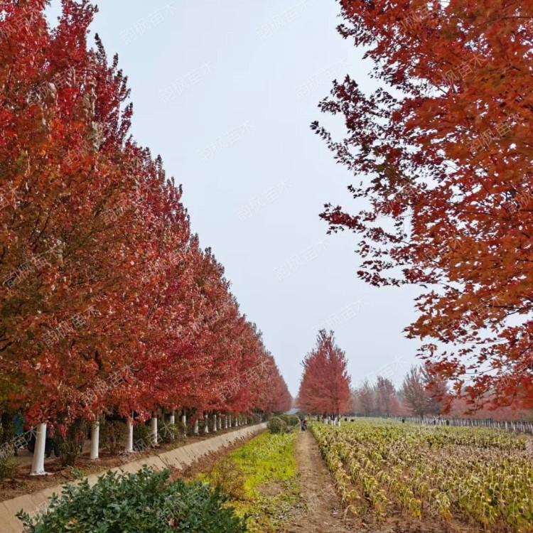 吉林美国红枫 美国红枫基地