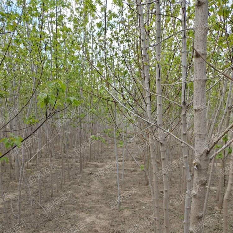 专业销售各类绿化树 自有苗圃 清池处理 糖槭 紫叶稠李 美国红枫 国槐 金叶榆