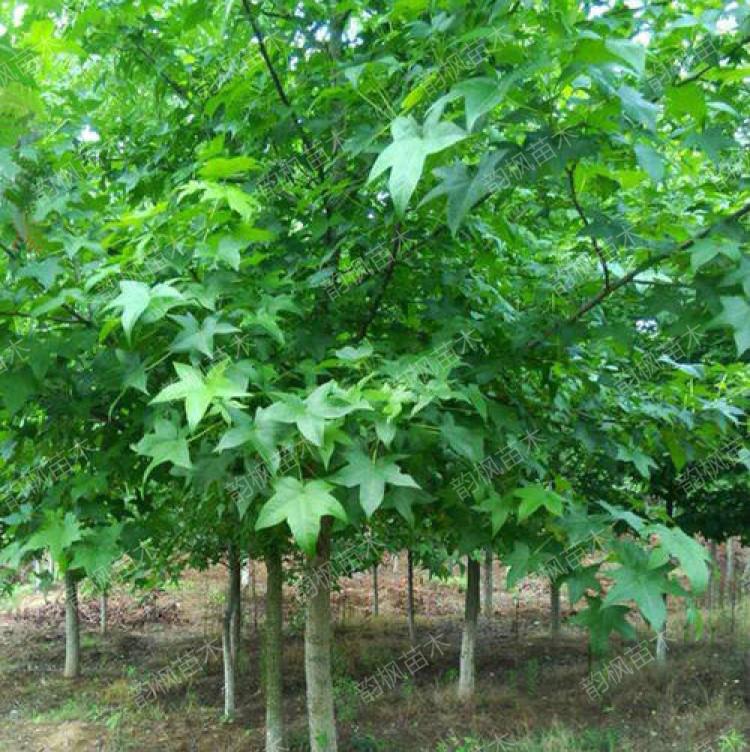 五角枫批发 五角枫小苗 黑龙江苗圃