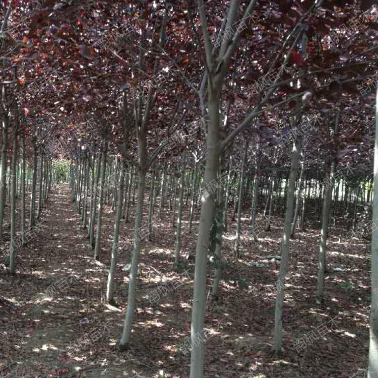 紫叶稠李 紫叶稠李树 苗木基地 价格比底价还低