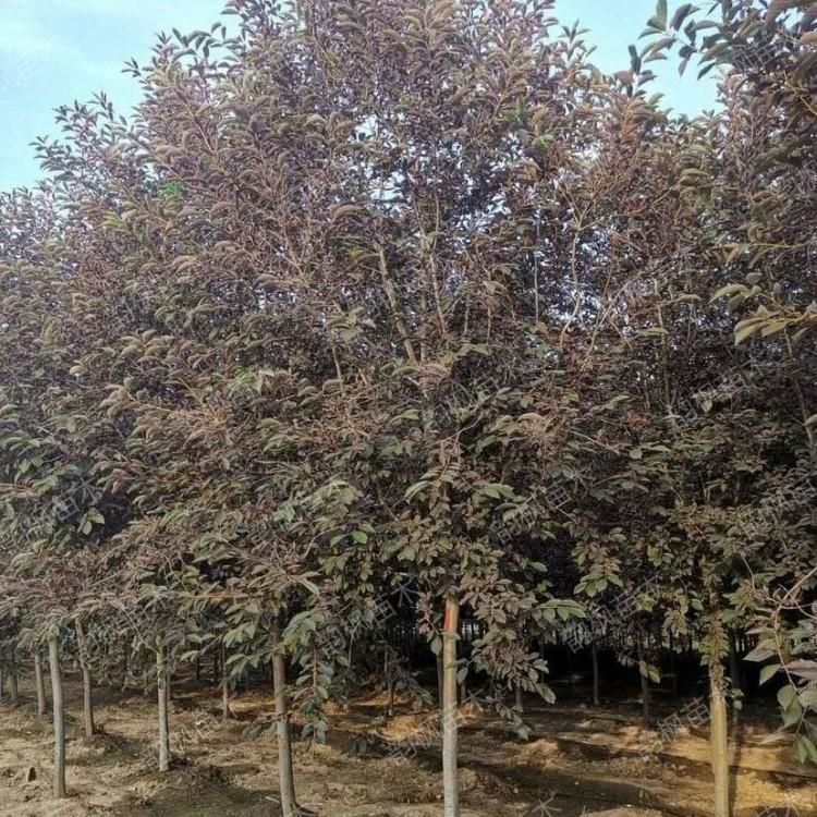 黑龙江紫叶稠李 紫叶稠李树