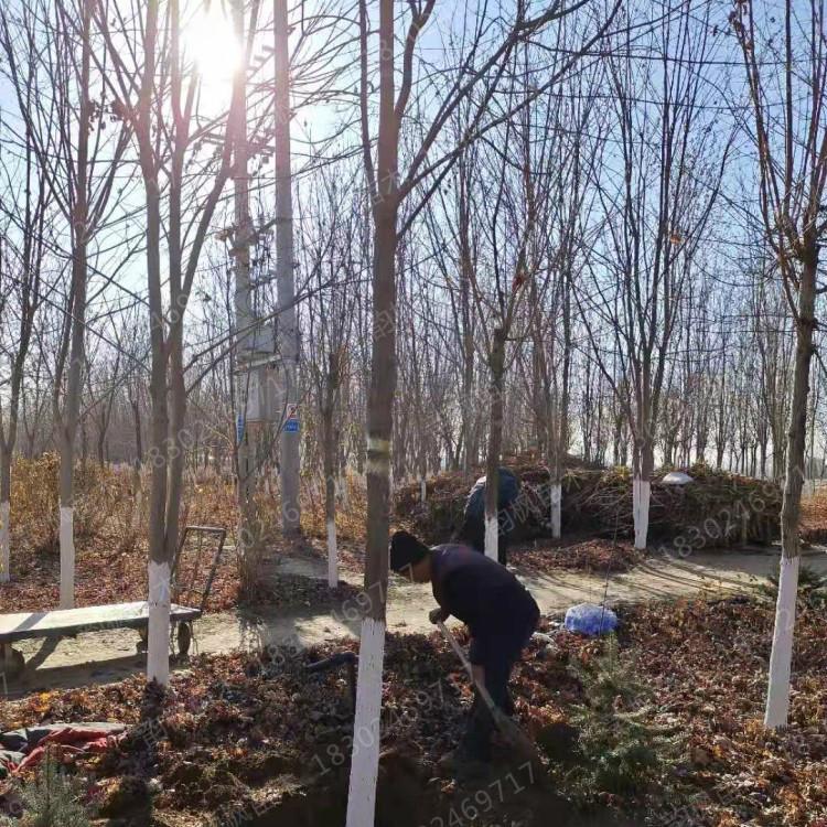 五角枫 五角枫成树 韵枫苗木清池处理 价格比底价更低