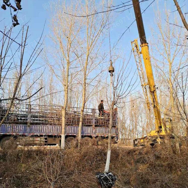 10cm五角枫 各尺寸五角枫树均有现货销售