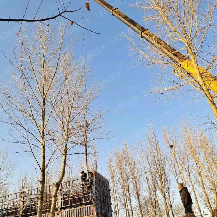 沈阳五角枫绿化树 韵枫苗木 自有大型苗木基地 绝无差价