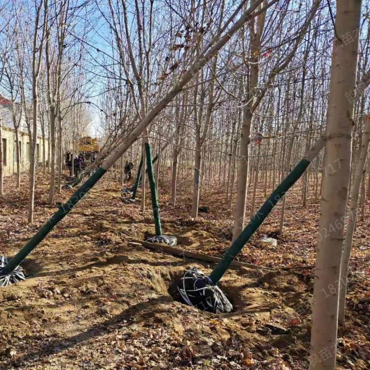 沈阳红枫基地 红枫树批发采购 沈阳绿化树基地 沈阳红枫公司