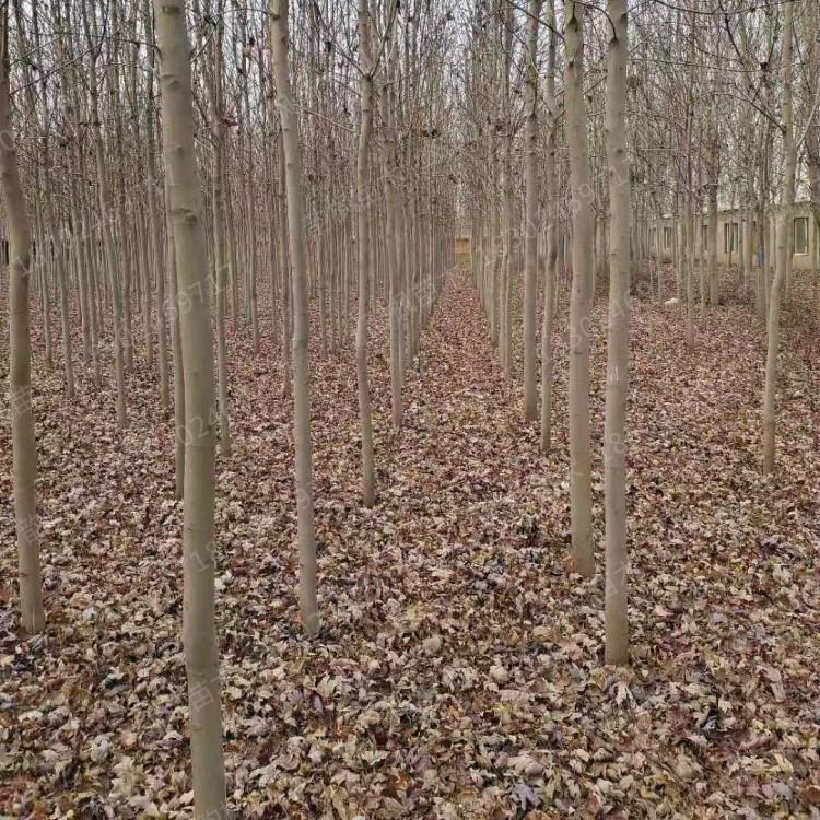 3-15公分红枫 保存活率 自有大型苗木基地 红枫树批发 美国红枫树