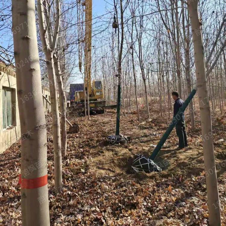 美国红枫 红枫树采购 绿化工程专用树就找韵枫苗木 自有大型苗木基地