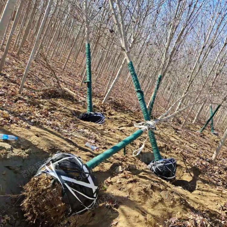 沈阳红枫基地 美国红枫 园区绿化红枫