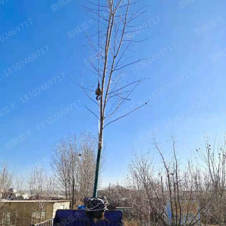 美国红枫成树 红枫3-15cm树 专业销售各类绿化树 韵枫苗木