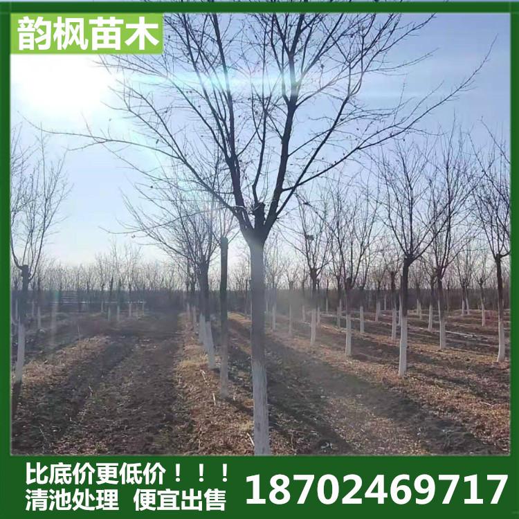 【韵枫苗木】 厂家直销五角枫 基地供应五角枫 元宝枫五角枫 批发价格