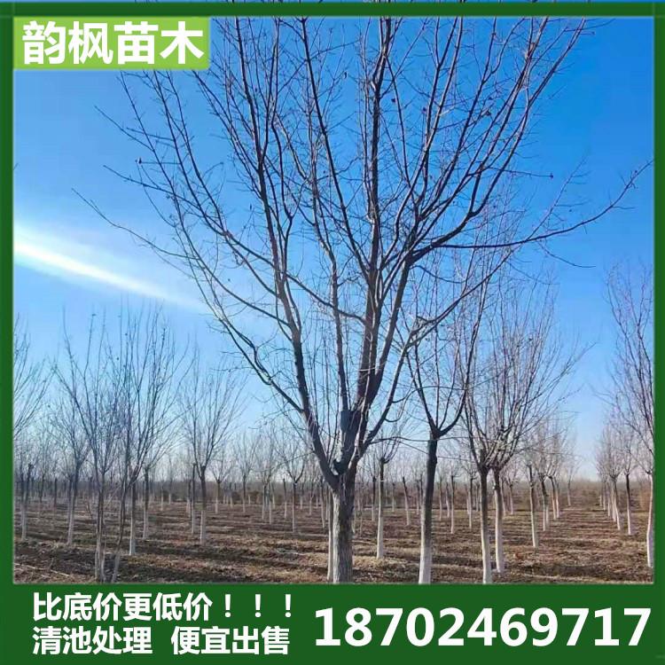 五角枫 韵枫苗木自有绿化基地 专业销售各胸径五角枫树