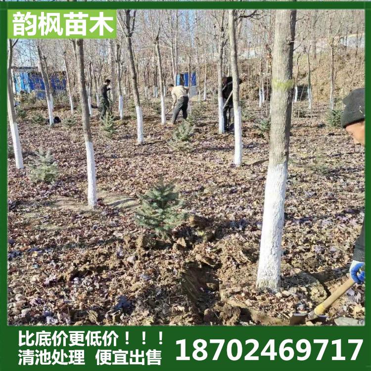 【韵枫苗木】 辽宁丛生五角枫  五角枫批发 五角枫种植苗圃