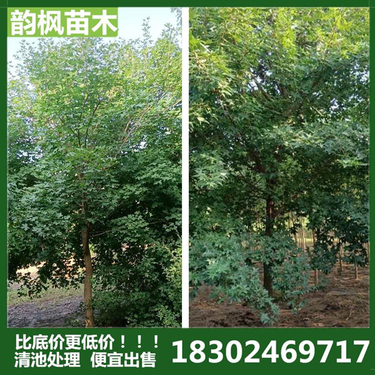 【韵枫苗木】 基地供应五角枫 园林工程五角枫